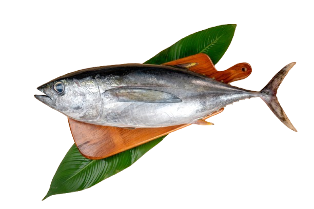 Kelawalla (Tuna)