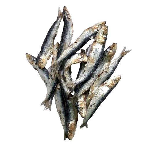 Kiramin (Silver Belly Fish)