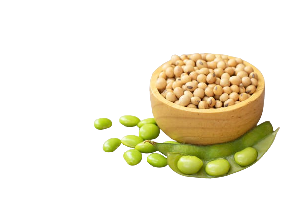 soya  seeds